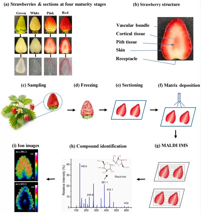 MALDI-TOF imaging reveals metabolite distribution in strawberry